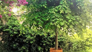 Un banco de madera bajo un árbol en un jardín.