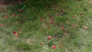 A tree with apples scattered on the ground. - Worcester Town Centre Home & Garden (Worcester)