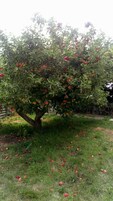 Jardín