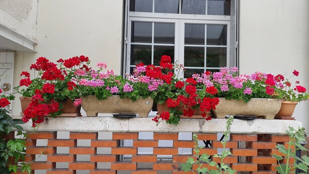 Pared de ladrillo con macetas florales que contienen flores rojas y rosas.