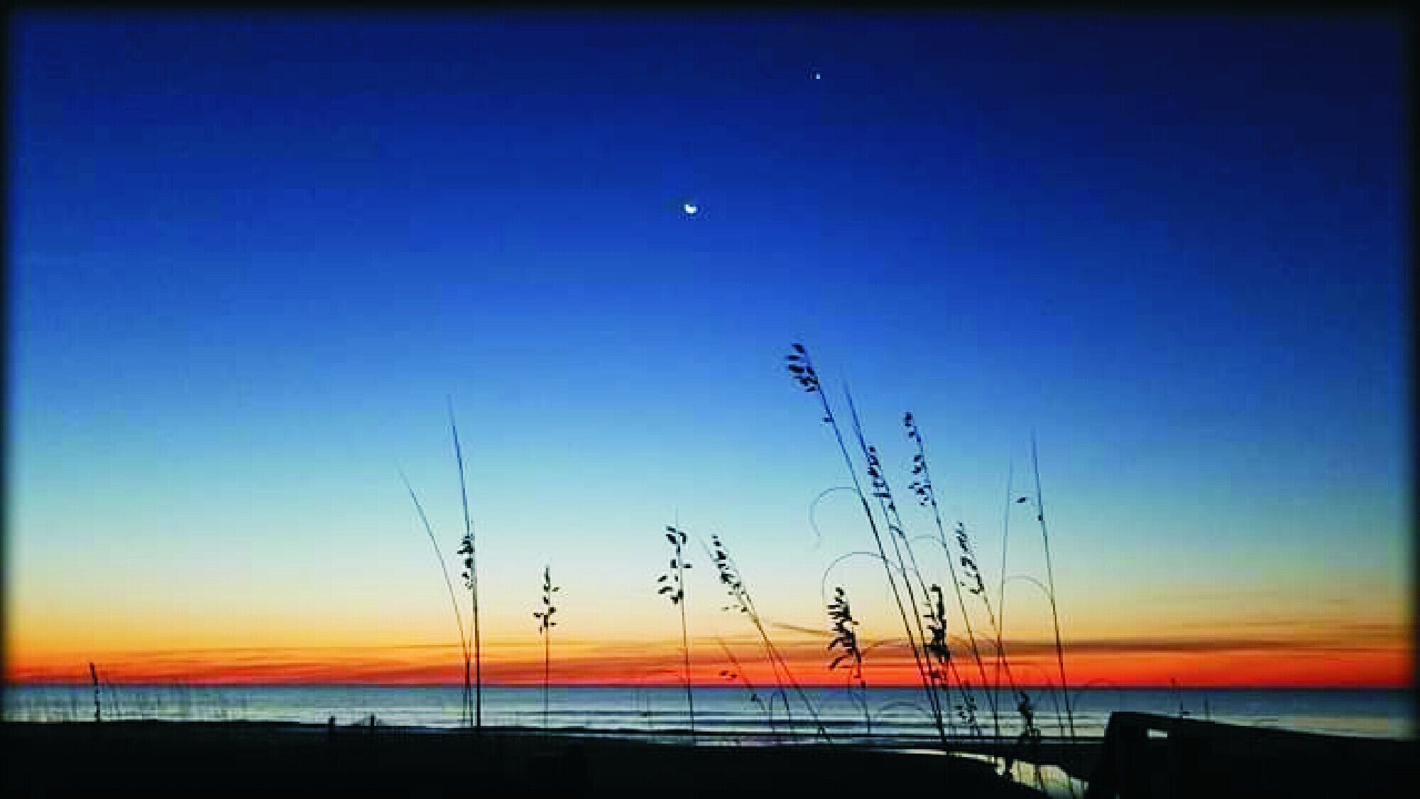 A beach scene with tall grasses and a clear sky.