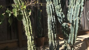 A cactus garden with various cacti and agave plants, surrounded by a wooden fence and a gravel path. - Charming Hidden Cottage (Los Gatos)