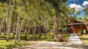 A pathway leading to a rustic wooden cabin surrounded by birch trees.