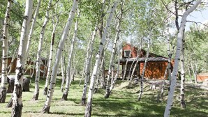 A rustic cabin surrounded by birch trees.