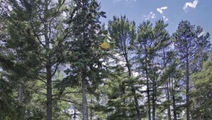 A two-story cabin with a red exterior and a stone foundation, surrounded by tall pine trees. - Calling Outdoor Adventurers! Resting on Grace Lake House with Home Theater! (Bemidji)