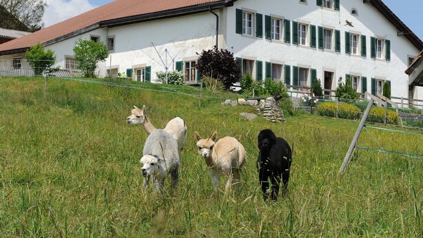 A white house with green shutters and a red roof, surrounded by a grassy field with three alpacas.