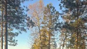 A campsite with red Adirondack chairs and a clear view of a lake.