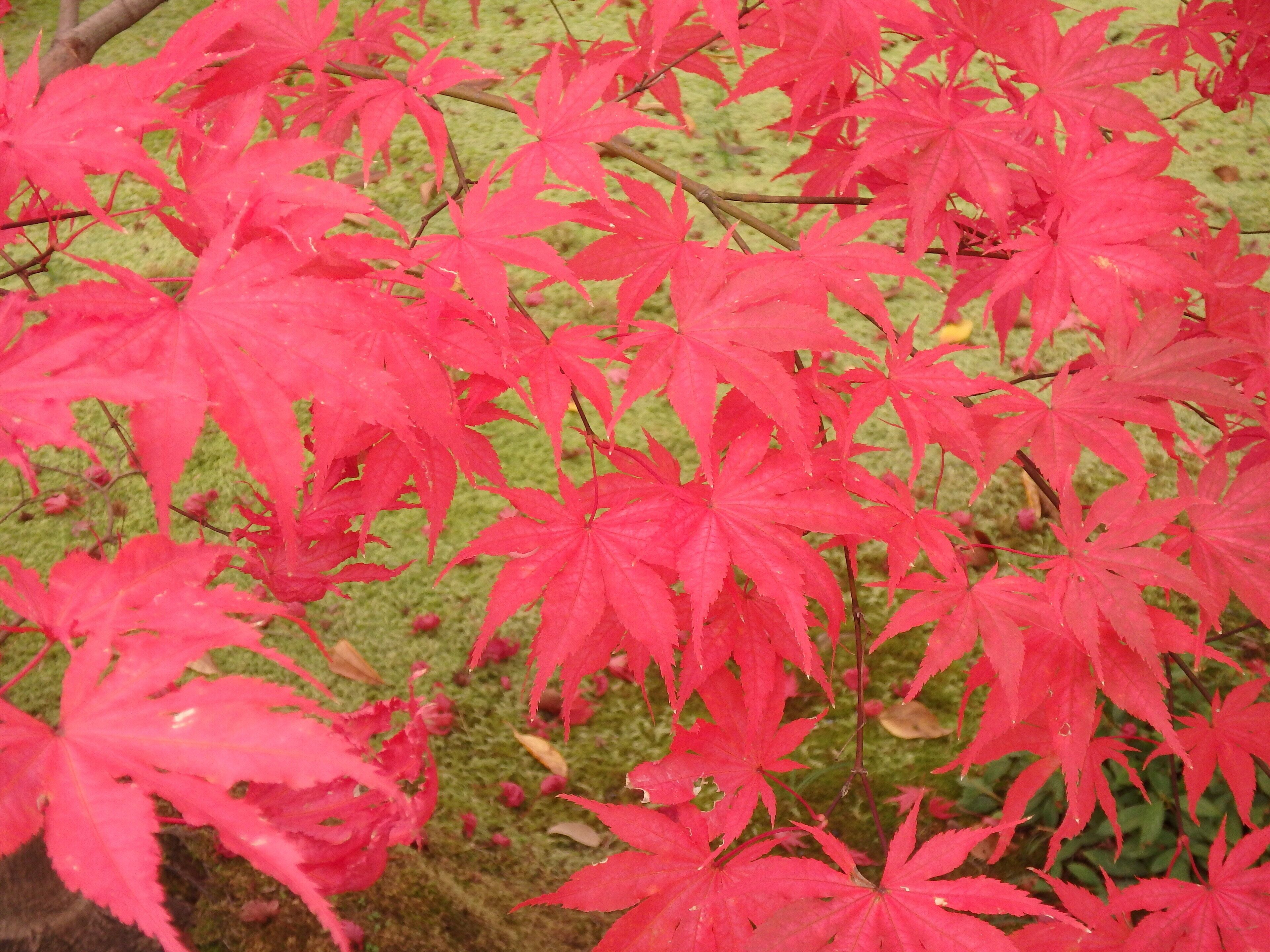 A close-up of vibrant red maple leaves.