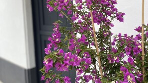 A potted bougainvillea plant with purple flowers in front of a building with a dark door and white walls.