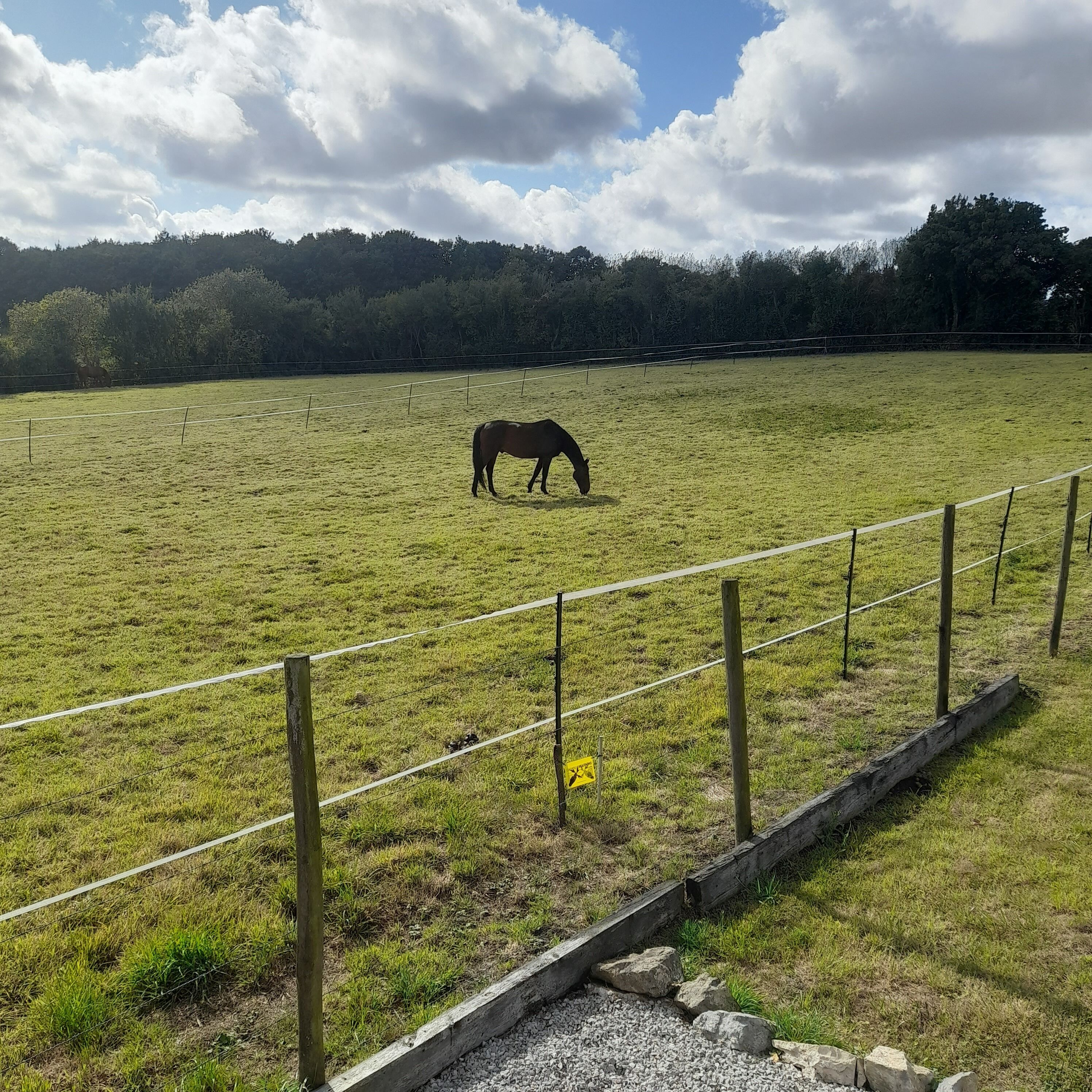 A fenced pasture with a horse grazing, surrounded by trees and a clear sky.