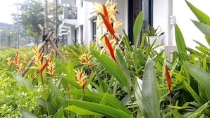 A building with a white exterior and a balcony with lush green plants and red flowers. - Spacious and Modern Service Apartment in Hochiminh (Ho Chi Minh City)