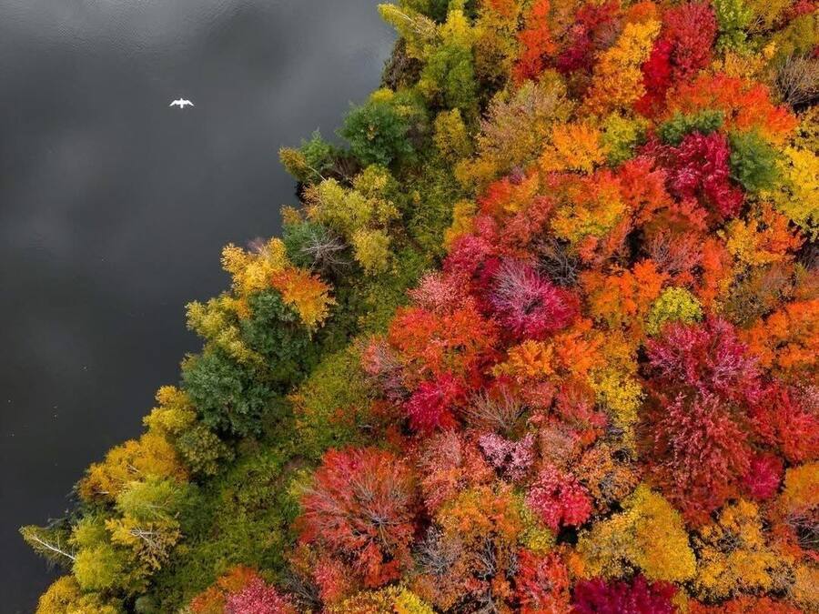 Vista aérea de una zona boscosa con diversos árboles mostrando colores otoñales.