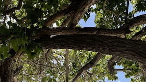 Una playa con un árbol grande que ofrece sombra sobre la arena.