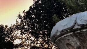 庭園