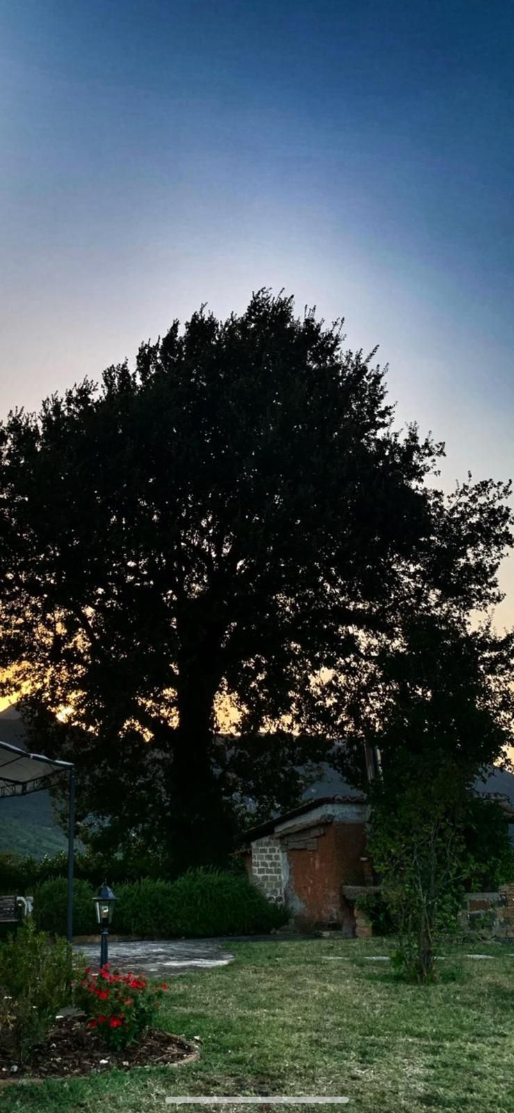 A large tree in a yard with a lamp post and a small brick structure.