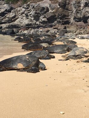 A sandy beach with large rocks and sea turtles.