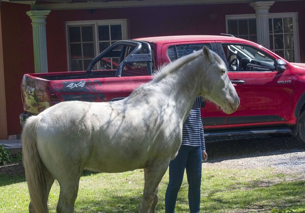 Un caballo blanco parado frente a una camioneta roja estacionada frente a un edificio de fachada roja y columnas blancas.