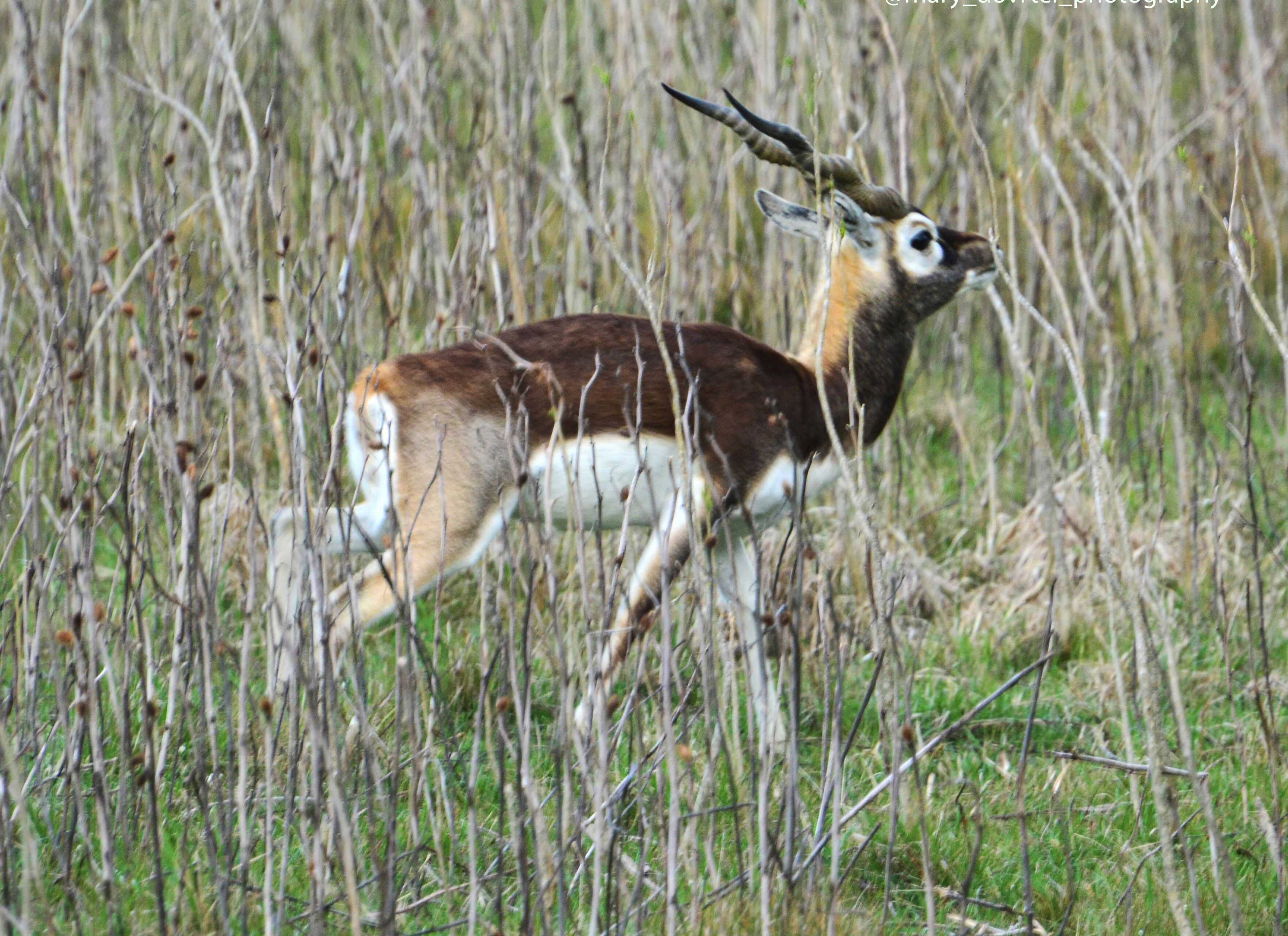 A deer in a grassy field.