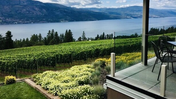 Ein Weinberg mit Blick auf einen See und Berge.