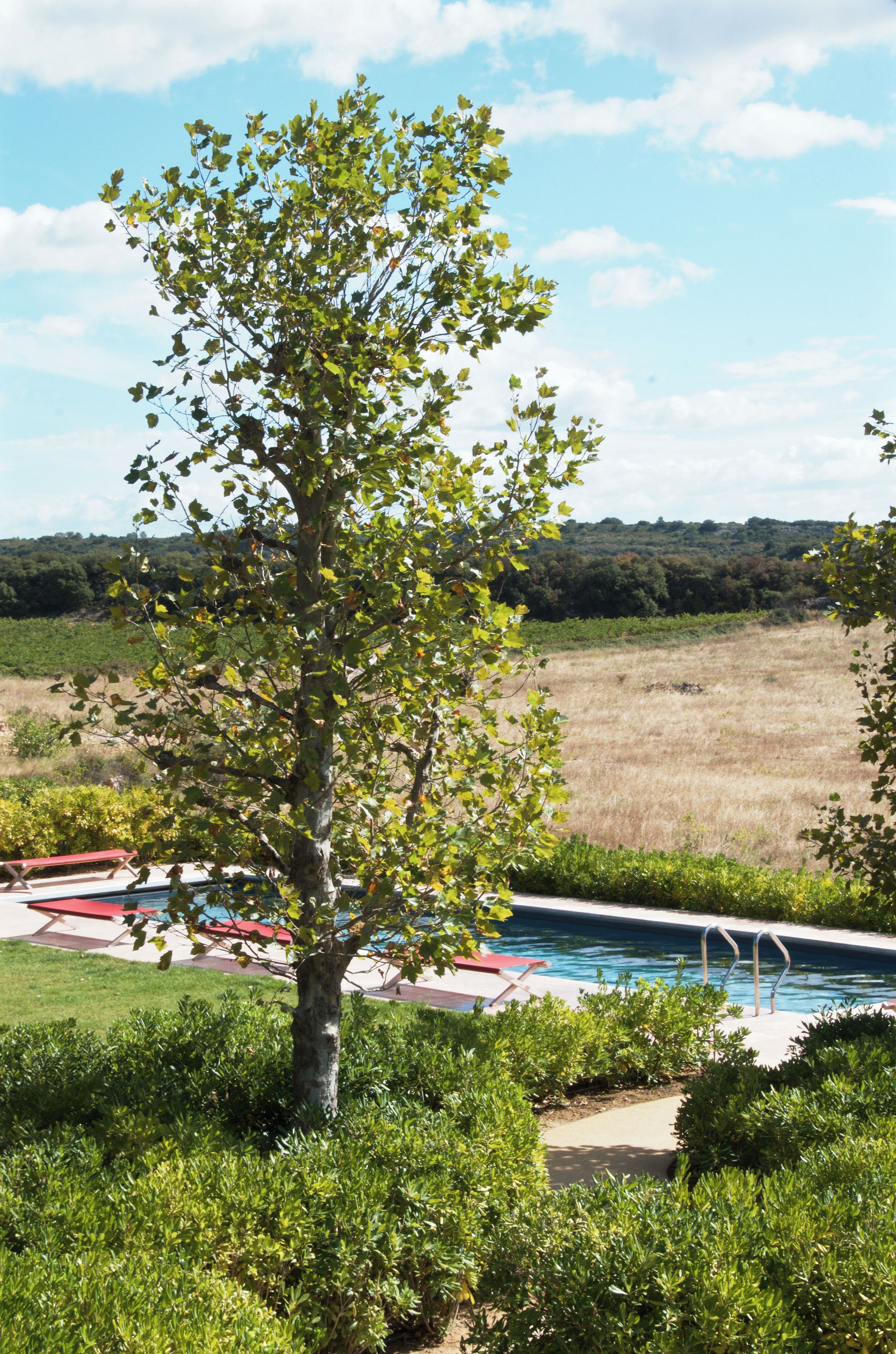 Un árbol en un área ajardinada con piscina y sillas rojas.