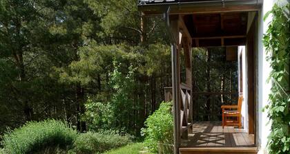 Cottage in a Pine Forest - In quiet greenery