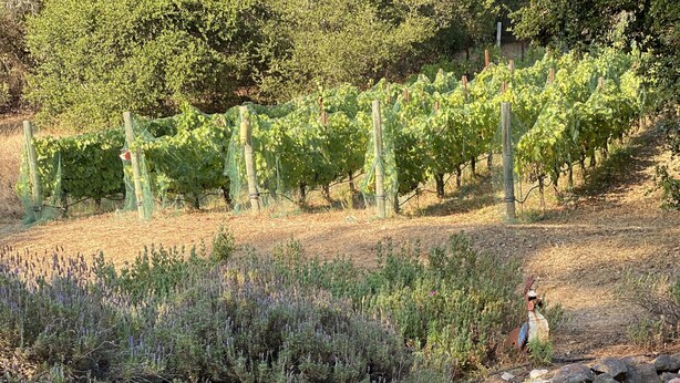 Un sendero de piedra conduce a una silla de mimbre con cojín, rodeada por un jardín con lavanda y otras plantas, y un viñedo al fondo.