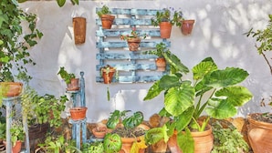 Diverse potplanten geplaatst tegen een witte muur met een blauw geschilderde houten lat.