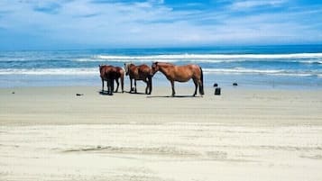 Plage à proximité, chaises longues