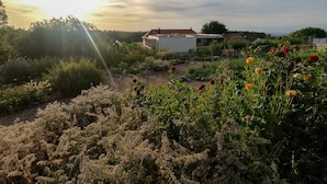 Een tuin met verschillende planten en bloemen, een wit gebouw en een houten omheining op de achtergrond.