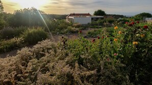 Een tuin met verschillende planten en bloemen, een wit gebouw en een houten omheining op de achtergrond.