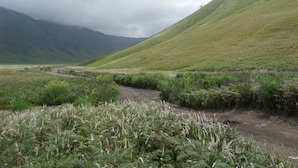A rural landscape with a dirt path leading through a field of ferns and wildflowers, surrounded by hills and a cloudy sky.