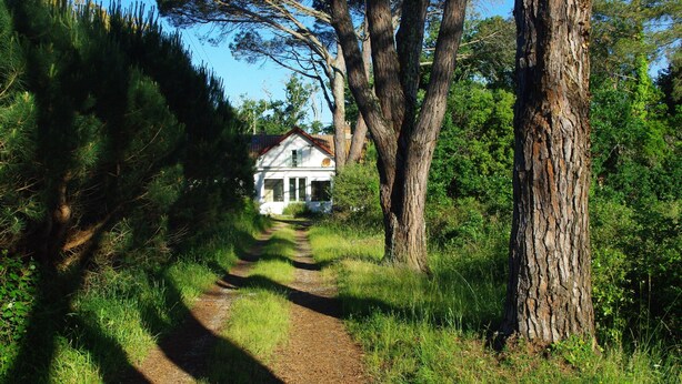 A rural path leading to a white house with a red roof, surrounded by tall trees and greenery.