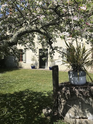 A garden with a tree in a pot, a grassy lawn, and a building with a door and windows.