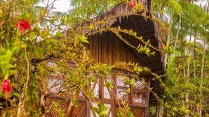 Una estructura de madera con techo de paja, rodeada de exuberante vegetación y palmeras.