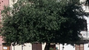 Un arbre planté dans un bac, avec un bâtiment en arrière-plan.