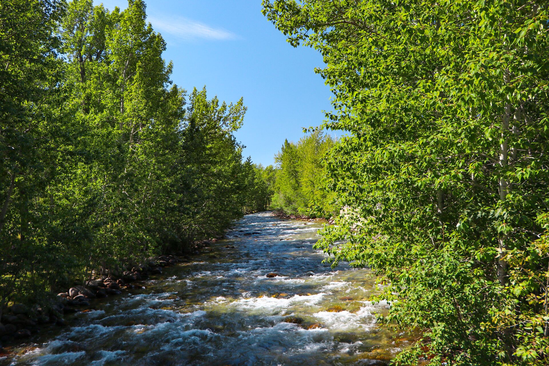 A river flowing through a forested area with dense green foliage on both sides.