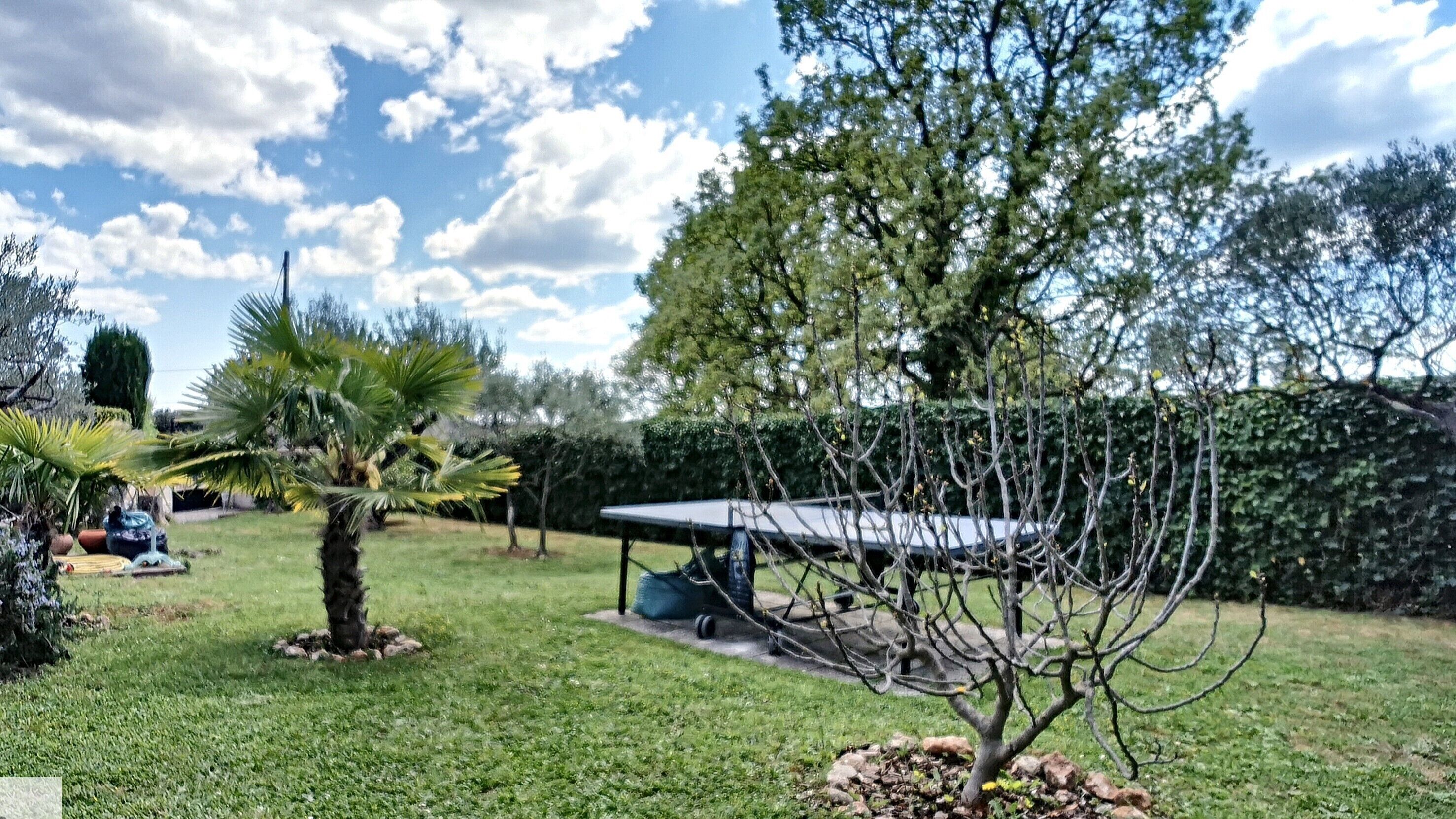 A backyard with a lawn, a palm tree, a table, and a hedge.