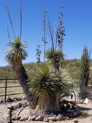 Snowbirds or Ropers Come To Sunny Arizona!