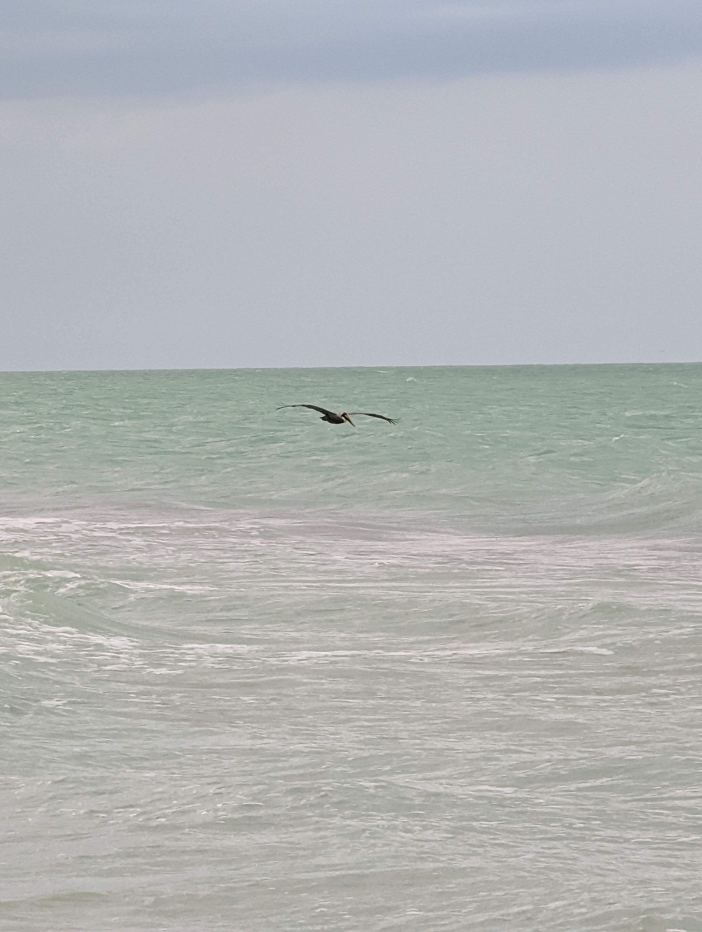 A bird flying over a body of water.