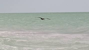 A bird flying over a body of water.