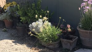 Un bâtiment orné d’étoiles décoratives et d’un motif solaire sur le mur, entouré de différentes plantes en pot.
