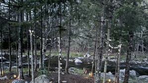 Une zone boisée avec un ruisseau, des rochers et des guirlandes lumineuses.