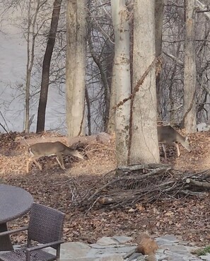 A forested area with two deer grazing near a stone bench and a table.