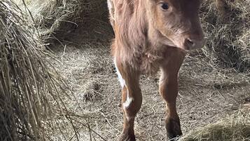 Apartemen | Halaman properti