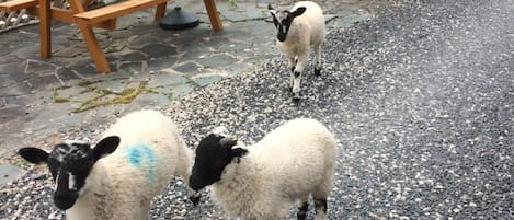 Apartment | Unterkunftsgelände