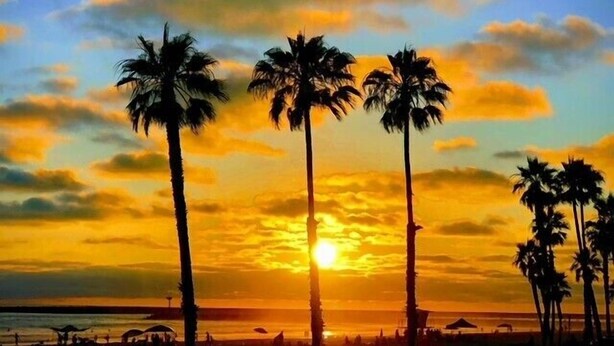 A sunset with palm trees silhouetted against the sky.