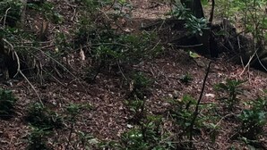 Una baita di legno rustica circondata da un fitto bosco.