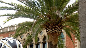 A sculpture of a reclining figure with geometric patterns, positioned in front of a building with ornate architecture and a palm tree. - Angel's Care B&B (Reggio Calabria)