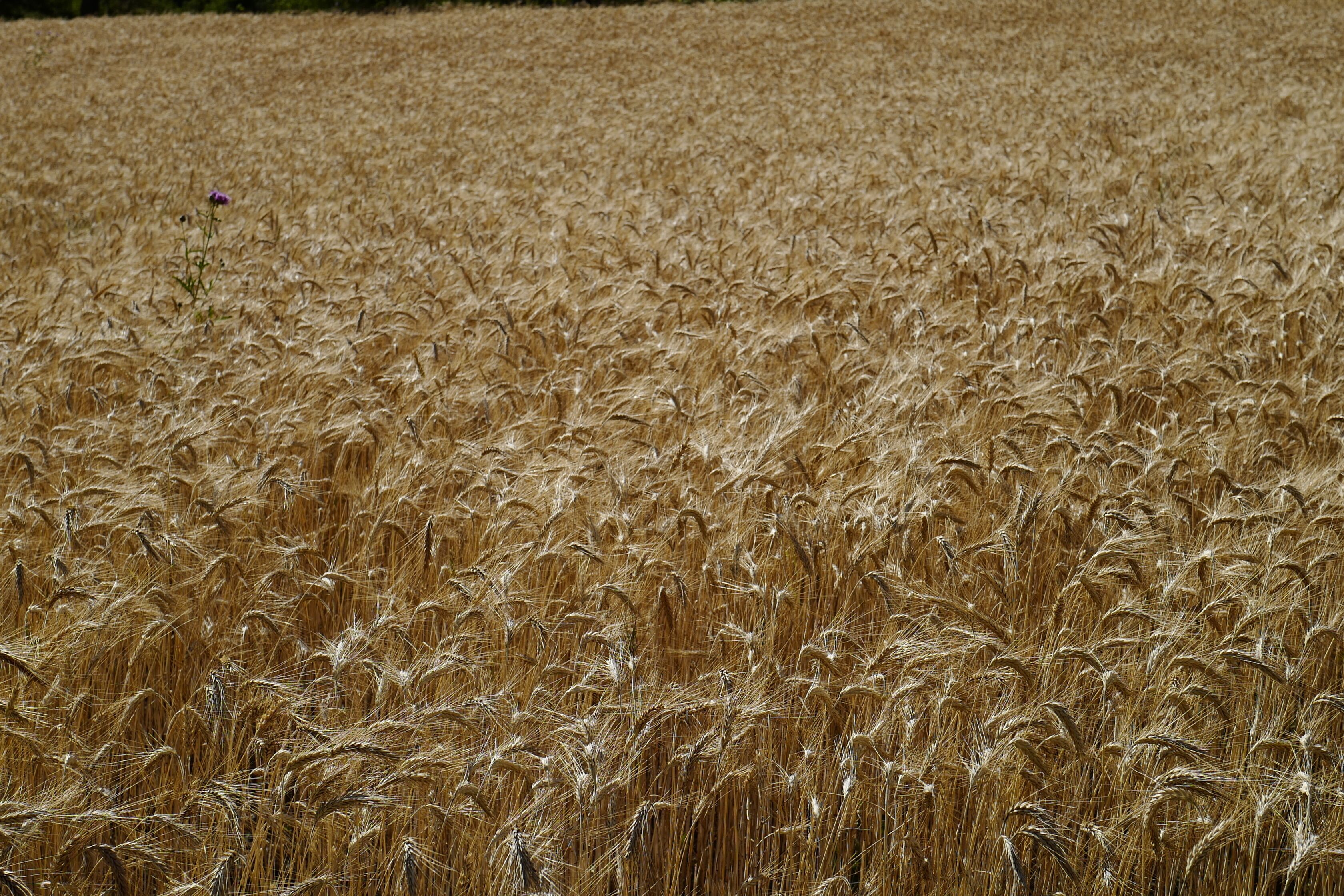 A field of golden wheat.