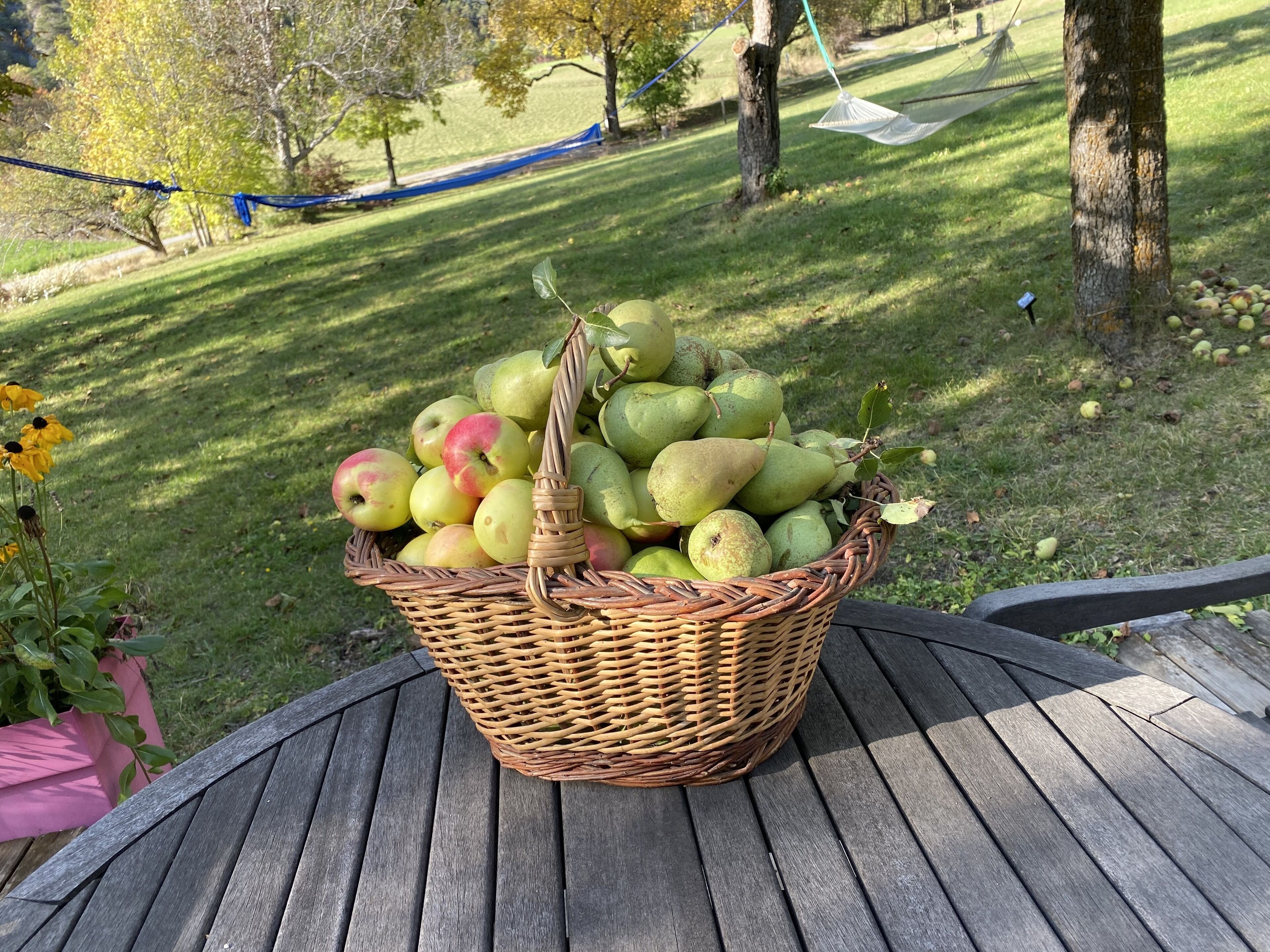 Un panier en osier rempli de pommes vertes et rouges et de poires, posé sur une table en bois à l’extérieur.